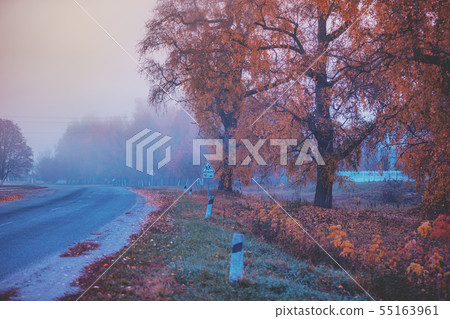 Country road in autumn in the early misty morning 55163961