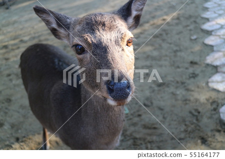 Close deer Close deer 55164177