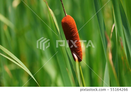 Ear of the Gama 55164266