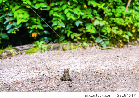 Frog adventure 55164517