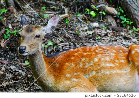 Female Female 55164520