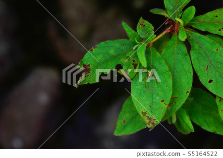 Leaf and bud 55164522