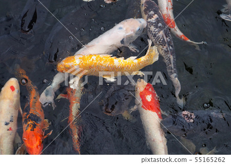 Swan Garden Point View / Aoi 55165262