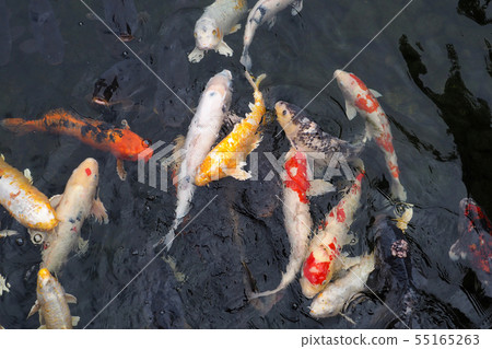 天鵝花園景觀/蒼井空 55165263