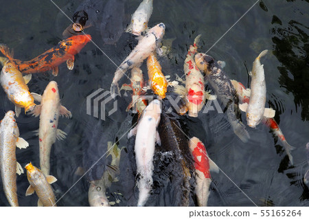 天鵝花園景觀/蒼井空 55165264