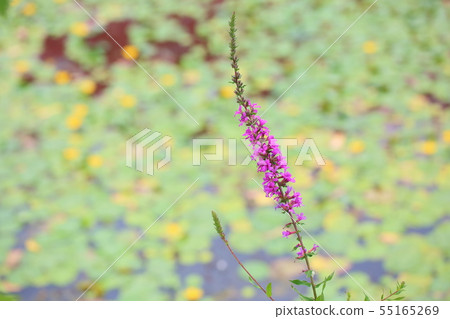 味噌Haigi花 味噌Haigi花 55165269