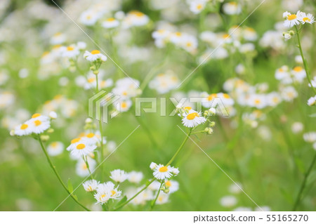 姬城花 姬城花 55165270