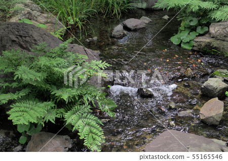 天鵝花園景觀/夏季 55165546