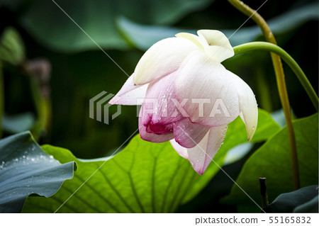 Rainy morning lotus story-01 Rainy morning lotus story-01 55165832