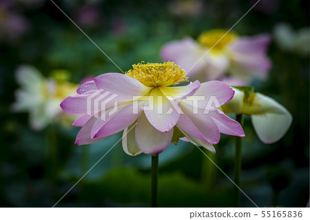 Rainy morning lotus story -05 Rainy morning lotus story -05 55165836