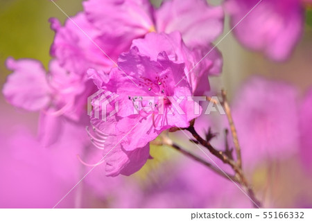 Genkaiji Genkaiji 55166332