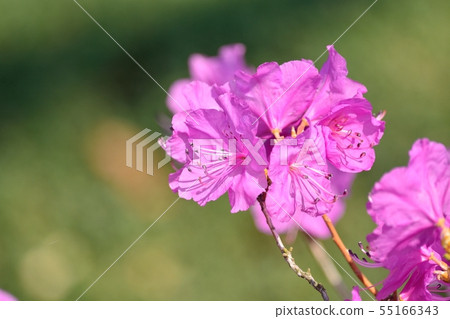 Genkaitsutsuji 55166343