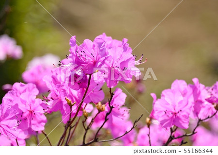 Genkaitsutsuji 55166344