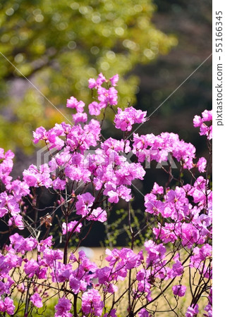 Genkaitsutsuji 55166345