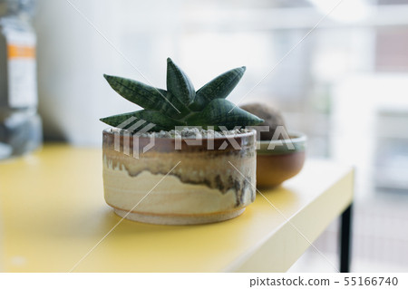 Sansevieria boncellensis in ceramic pot Sansevieria boncellensis in ceramic pot 55166740