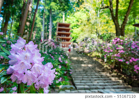 Nara Women Takano New Green Murouji Temple Five-storied Tower and Shakunage Nara Women Takano New Green Murouji Temple Five-storied Tower and Shakunage 55167110