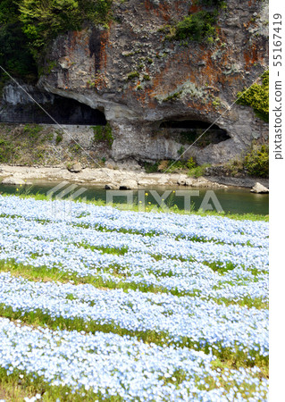 The scenery of Kiyosho-ho and Ao-donto colored with blue flowers of Kuramakei nemophila in spring The scenery of Kiyosho-ho and Ao-donto colored with blue flowers of Kuramakei nemophila in spring 55167419
