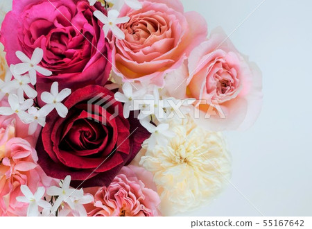 羅斯和Hagoromo茉莉花瓣，白色背景 55167642