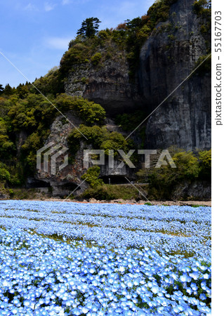 Kiyosho-ho和Ao-donto的風景在春天用Kuramakei nemophila的藍色花朵染色 55167703