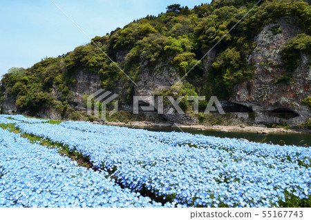 The scenery of Kiyosho-ho and Ao-donto colored with blue flowers of Kuramakei nemophila in spring The scenery of Kiyosho-ho and Ao-donto colored with blue flowers of Kuramakei nemophila in spring 55167743