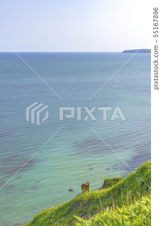 愛與浪漫愛冠 愛與浪漫愛冠 55167896