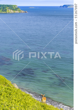 愛與浪漫愛冠 愛與浪漫愛冠 55167897