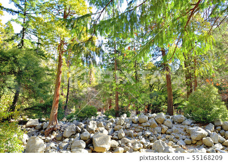 紅杉的大樹 55168209