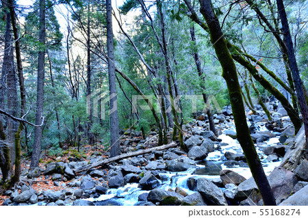 紅杉的大樹 55168274