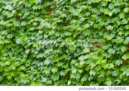 Ivy 55168568