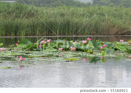 Lotus flower, Ansan city, Gyeonggi-do 55168921