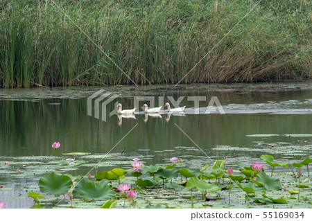 Goose, Ansan City, Gyeonggi-do Goose, Ansan City, Gyeonggi-do 55169034