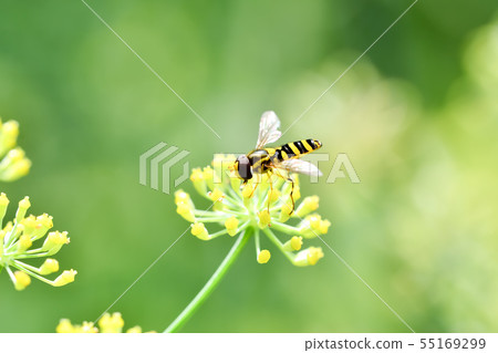 Himehirataabu的朋友 55169299