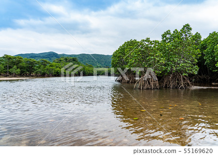 沖繩Ishigakijima Futtsukawa紅樹林社區 55169620