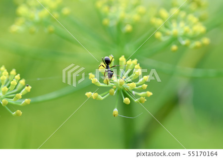 Kuroyamaari 55170164