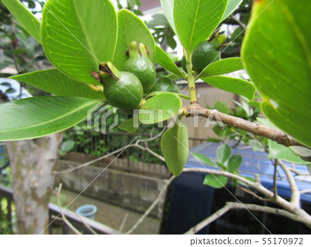 Tropical fruit soon after fruit fruit 55170972