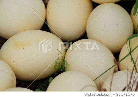 Egg of an ostrich Egg of an ostrich 55171170