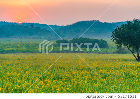 crotalaria juncea or pummelo flower with sunrise crotalaria juncea or pummelo flower with sunrise 55171611