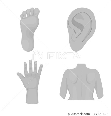 Vector illustration of body and part symbol. Set of body and anatomy vector icon for stock. Vector illustration of body and part symbol. Set of body and anatomy vector icon for stock. 55171628