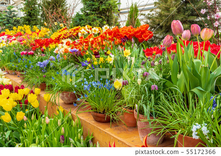 Flowers in green house. Floral bouquet shop. Blooming plants and multi color flowers inside a garden 55172366