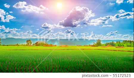Green rice seedlings in a paddy rice field with be 55172523