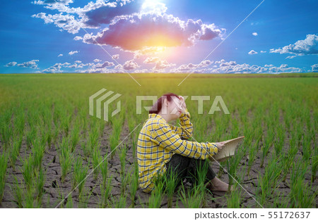Woman farmer staring green rice seedlings in a pad 55172637