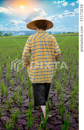 Woman farmer staring green rice seedlings in a pad Woman farmer staring green rice seedlings in a pad 55172638