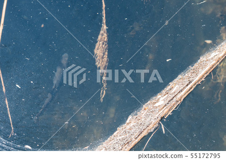 Iwana that swims 55172795