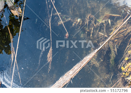 Iwana that swims 55172796