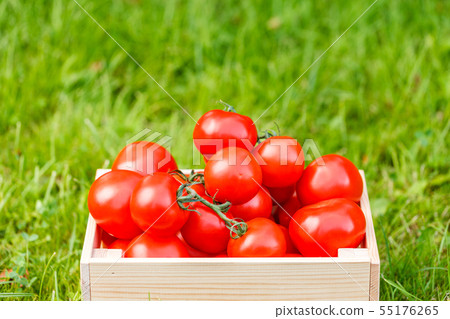 Red tomatoes lie in box 55176265