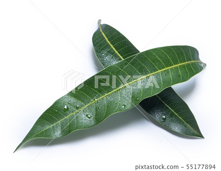 芒果葉背景芒果葉背景 55177894