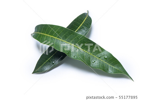 Mango leaf background Mango leaf background 55177895