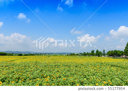 [兵庫]向日葵山公園 55177954