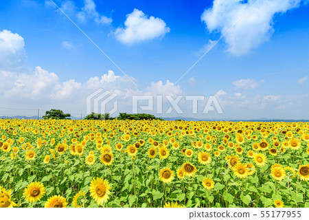 [Hyogo] Sunflower Hill Park 55177955