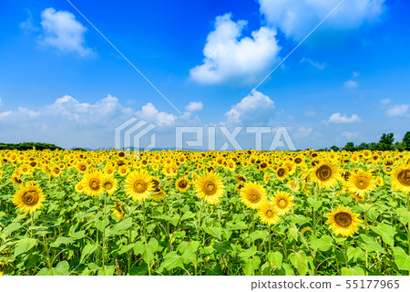 [Hyogo] Sunflower Hill Park 55177965